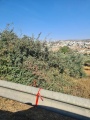 תמונה ממוזערת לגרסה מתאריך 13:12, 11 ביולי 2025