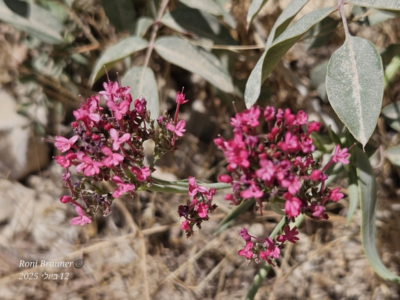 קובץ:2025-07-12T10 57 01.959990973239.jpg