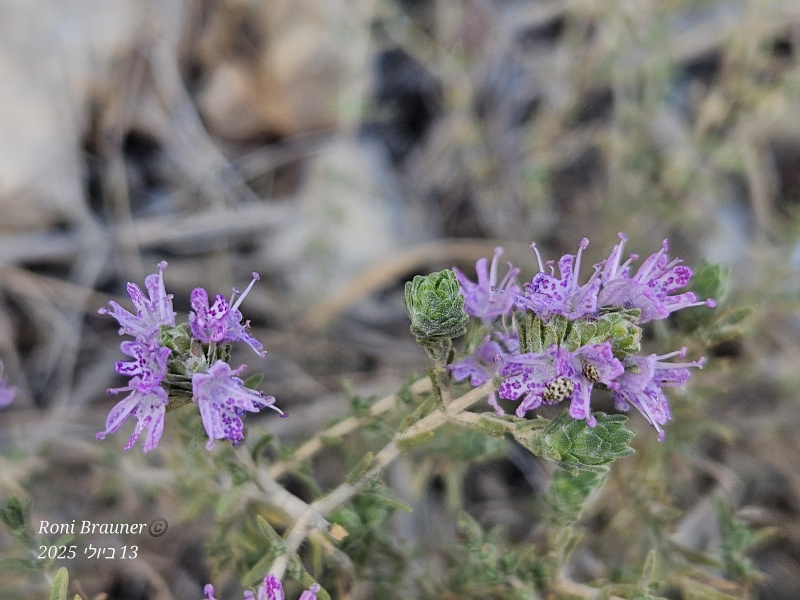 קובץ:2025-07-13T10 08 36.330667714469.jpg
