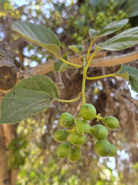קובץ:2025-07-13T16 27 43.34575433472.jpg