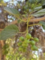 תמונה ממוזערת לגרסה מתאריך 13:05, 13 ביולי 2025
