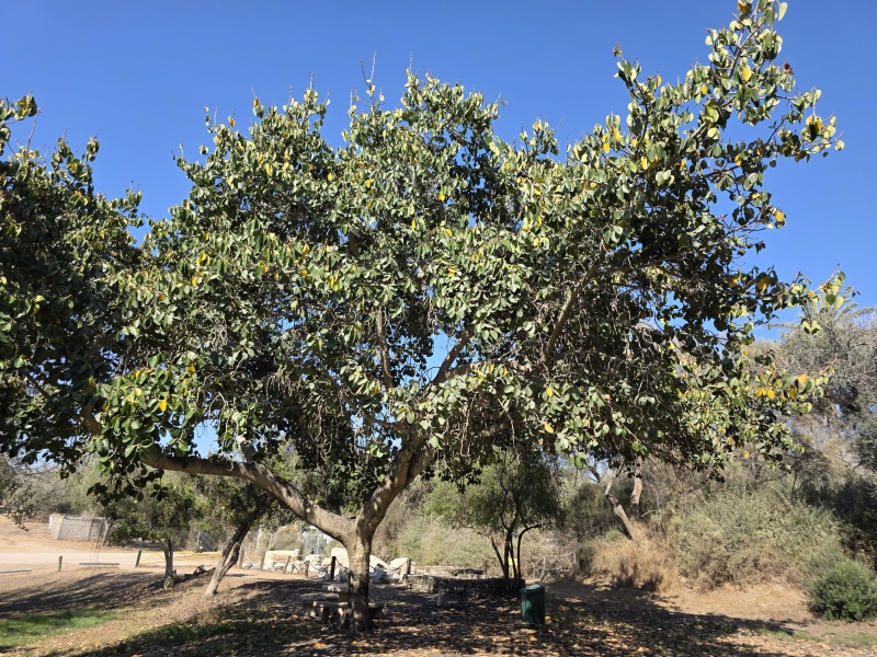 קובץ:2025-07-13T16 30 58.069458540388.jpg