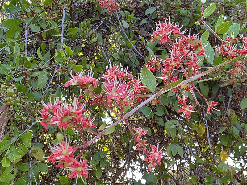 קובץ:2025-07-13T17 38 40.968519364993.jpg