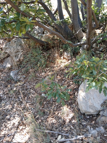 קובץ:2025-07-15T13 44 37.541611266244.jpg