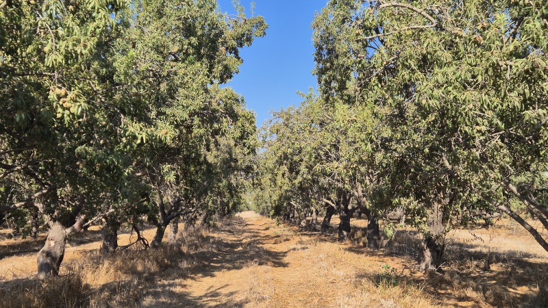 קובץ:2025-07-19T17 05 36.443779527808.jpg