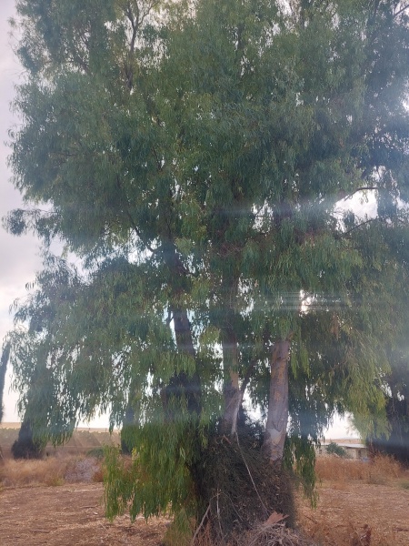 קובץ:2025-07-21T07 42 18.402317550863.jpg