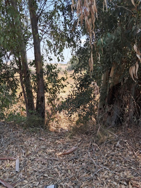 קובץ:2025-07-21T12 18 25.157747932570.jpg