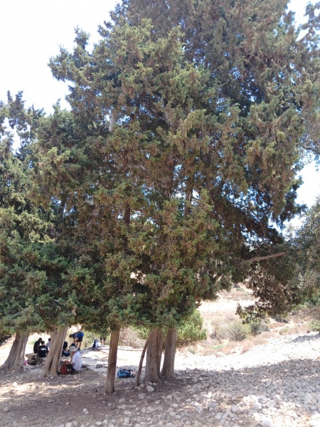 קובץ:2025-07-23T12 31 17.601300768348.jpg
