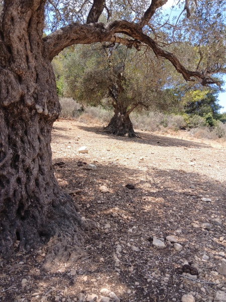 קובץ:2025-07-23T12 36 16.914554283486.jpg