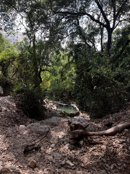 קובץ:2025-07-23T15 55 32.331024897969.jpg