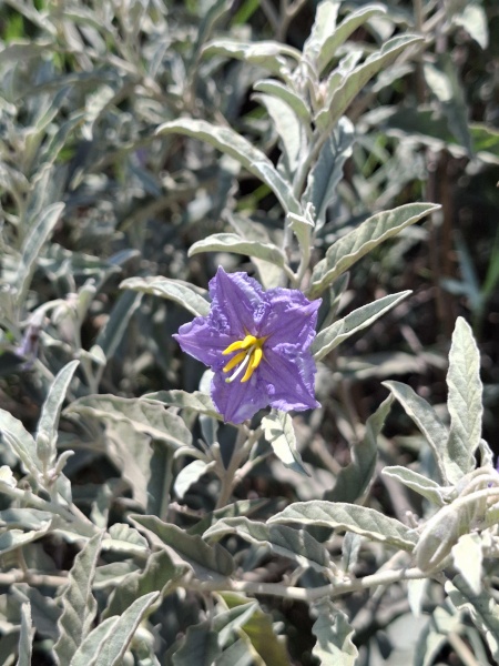 קובץ:2025-07-25T12 40 33.849840304027.jpg