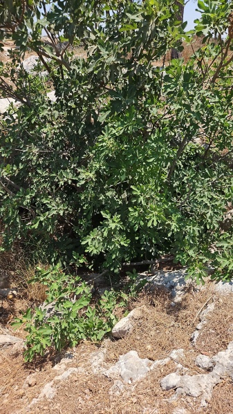 קובץ:2025-07-27T13 25 10.482079617038.jpg