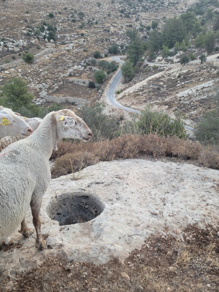 קובץ:2025-07-28T06 02 16.001290534014.jpg