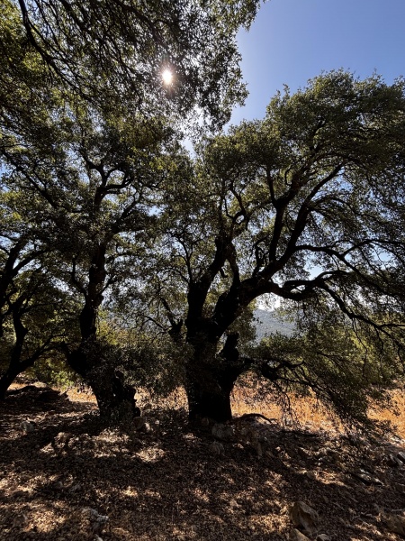 קובץ:2025-07-28T20 48 36.494867399750.jpg