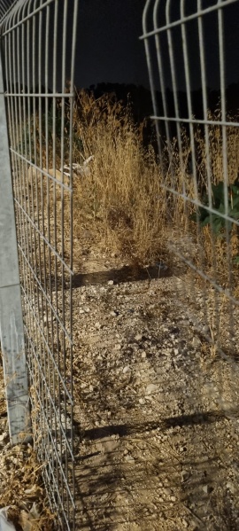 קובץ:2025-07-29T21 05 22.703317395989.jpg