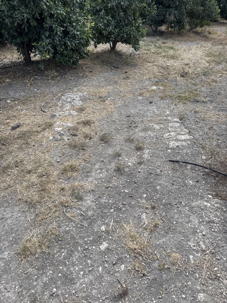 קובץ:2025-07-30T10 09 01.338009269449.jpg