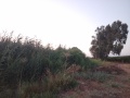 תמונה ממוזערת לגרסה מתאריך 16:32, 1 באוגוסט 2025
