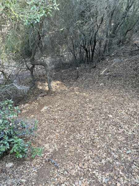 קובץ:2025-08-04T16 19 19.767458809880.jpg