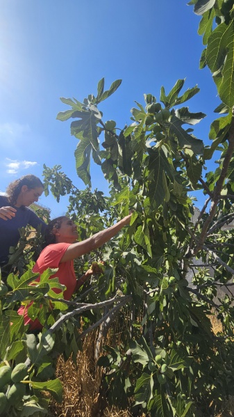 קובץ:2025-08-05T16 14 30.989601311350.jpg