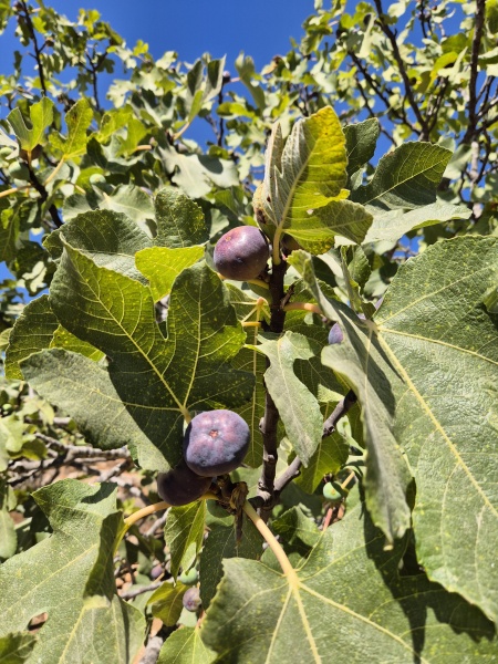 קובץ:2025-08-06T10 14 13.202483404807.jpg