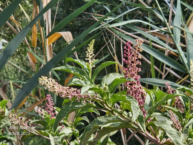 קובץ:2025-08-10T09 29 50.582738977808.jpg