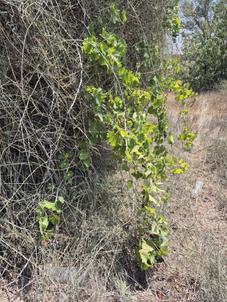 קובץ:2025-08-14T11 42 02.732242903088.jpg