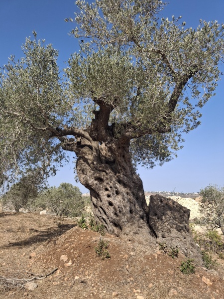 קובץ:2025-08-15T13 57 58.396227412786.jpg
