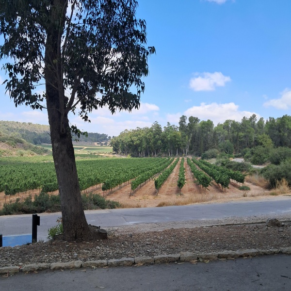 קובץ:2025-08-18T10 18 01.542897442415.jpg
