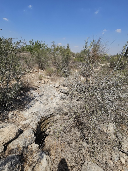 קובץ:2025-08-18T12 27 41.491565781689.jpg