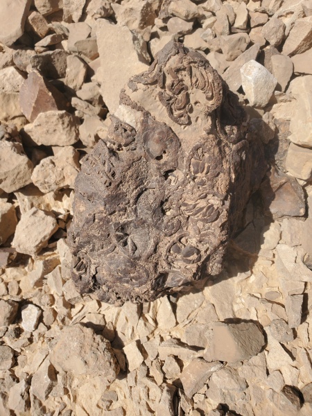 קובץ:2025-08-20T10 35 16.586257137764.jpg