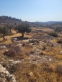 תמונה ממוזערת לגרסה מתאריך 13:38, 20 באוגוסט 2025