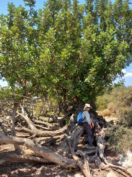 קובץ:2025-08-21T12 10 38.631244408746.jpg