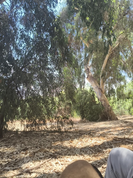 קובץ:2025-08-21T12 22 06.029849320916.jpg