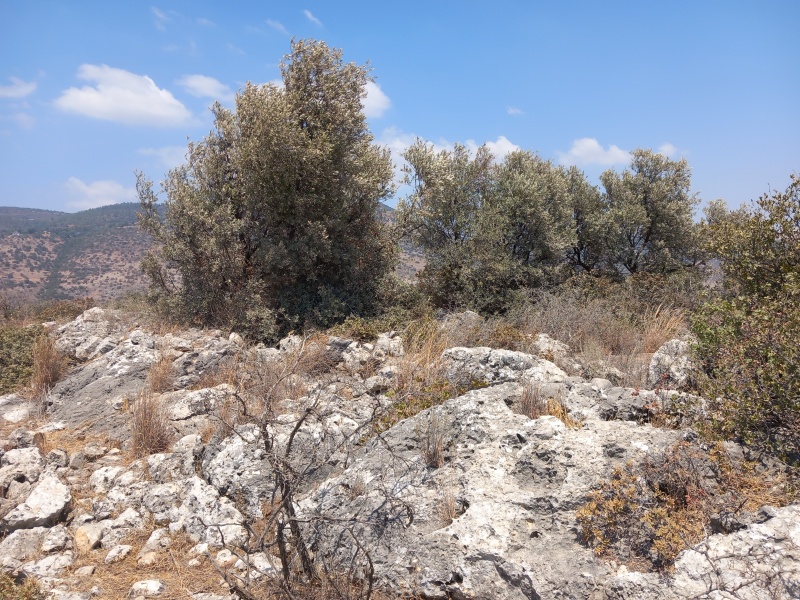 קובץ:2025-08-21T13 13 46.681044282165.jpg