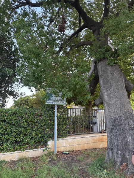 קובץ:2025-08-21T18 37 36.7330198798.jpg