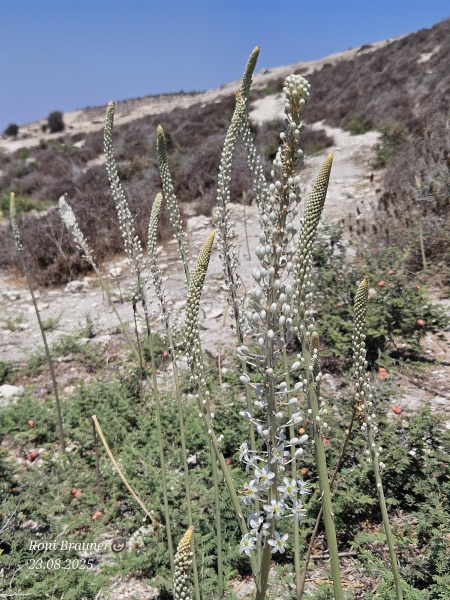 קובץ:2025-08-23T12 30 03.632017605245.jpg