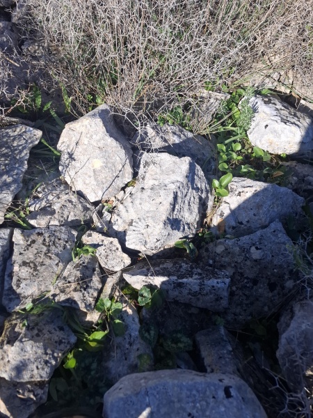 קובץ:2026-01-11T09 53 09.956321849162.jpg