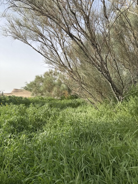 קובץ:2026-02-13T14 53 49.871045859271.jpg