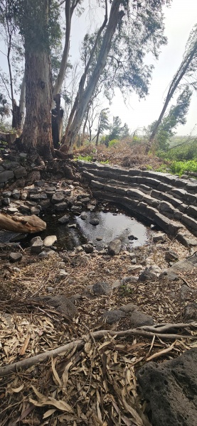 קובץ:2026-02-16T12 53 31.310499120720.jpg