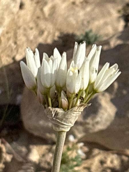 קובץ:2026-03-04T14 53 43.752052909244.jpg