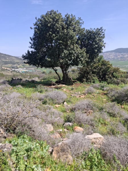 קובץ:2026-03-06T12 53 47.715757608485.jpg