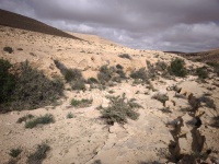 4 דרגש הגיר ראש-נ.יתר 15.4.25 נחל-יתר-עליון ש--3.jpg
