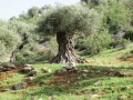 תמונה ממוזערת לגרסה מתאריך 07:23, 11 בנובמבר 2014