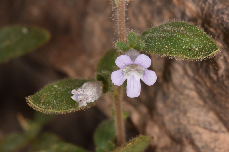 קובץ:Anticharis glandulosa2 2018.JPG