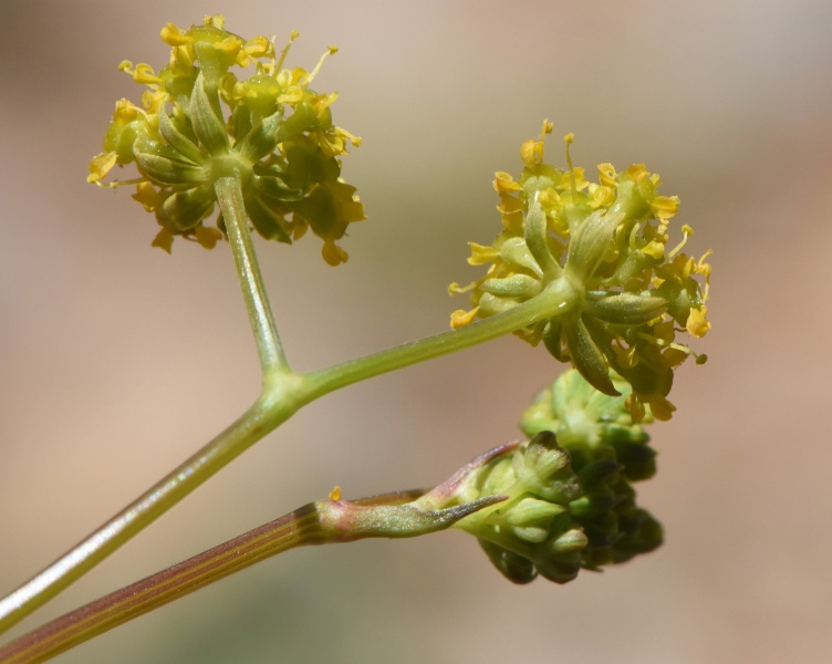 קובץ:Chaerophyllum aurantiacum7 2022.JPG