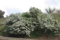 Crataegus monogyna0 2017.JPG