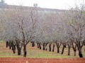 תמונה ממוזערת לגרסה מתאריך 15:14, 3 בינואר 2012