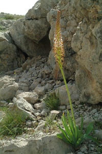 Eremurus spectabilis 140.jpg