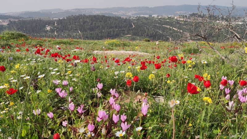 קובץ:Har-eitan.jpg