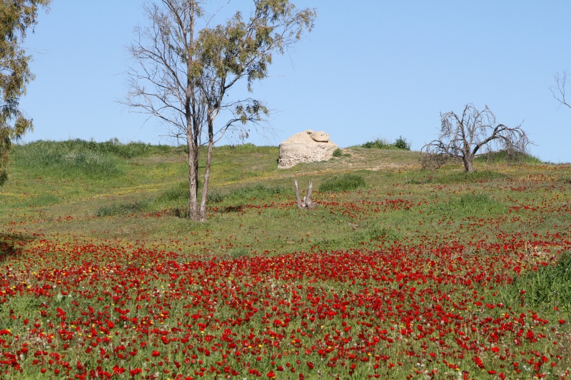 קובץ:IMG 0319.JPG